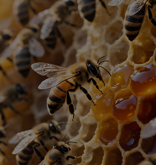 Apicoltura biologica