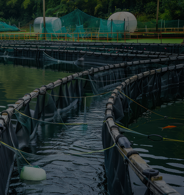 Aquaculture sostenibili