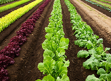 Competenze per la gestione sostenibile