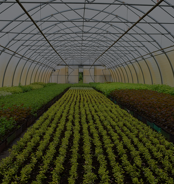 Orticultura e coltivazioni