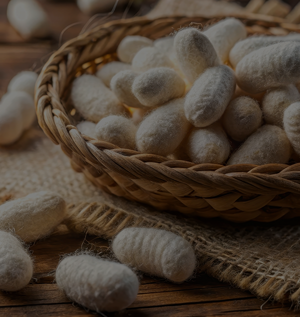 Sericoltura autentica